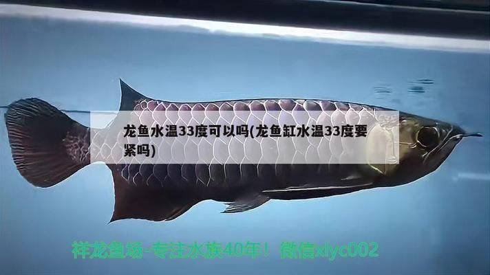 龍魚缸水溫33度要緊嗎，龍魚缸水溫超過[需手動填充]怎么辦 龍魚缸水溫33度要緊嗎，龍魚缸水溫超過[需手動填充]怎么辦 龍魚百科 第1張