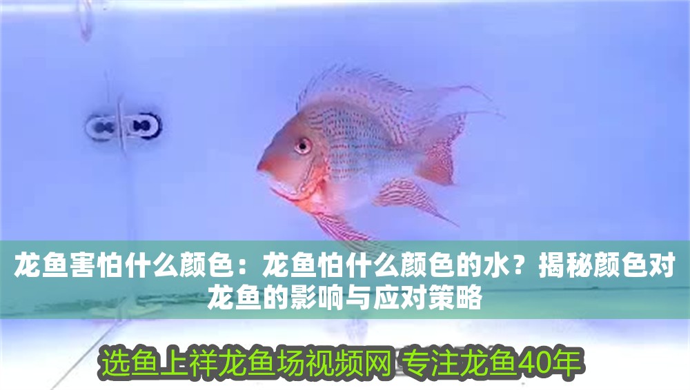 龍魚害怕什么顏色：龍魚怕什么顏色的水？揭秘顏色對龍魚的影響與應對策略