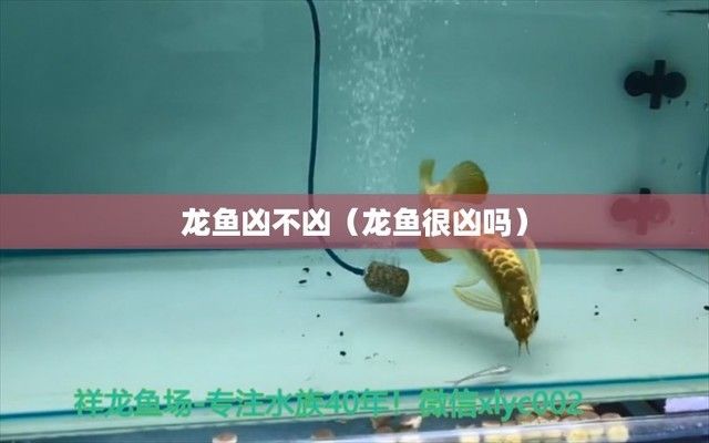 龍魚為什么那么兇猛：如何減少龍魚的兇猛性？