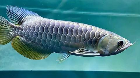 藍金龍魚價格表圖片大全 藍金龍魚價格表圖片大全 龍魚百科 第29張