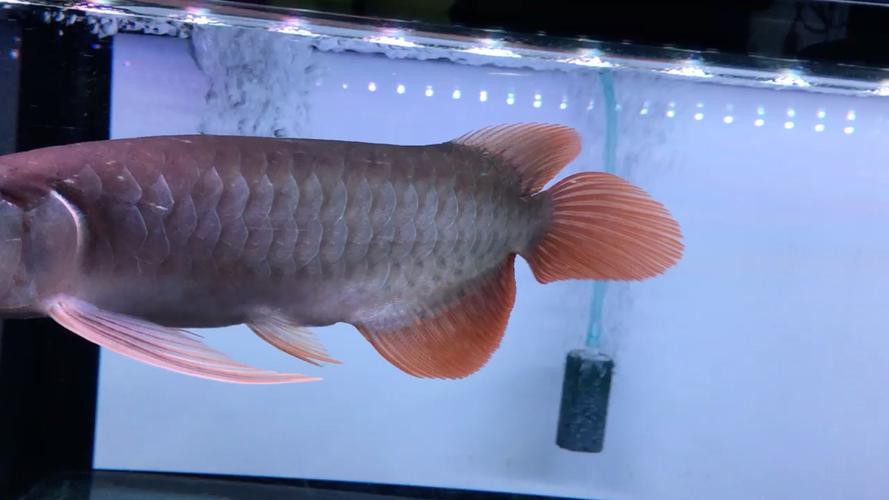 藍金龍魚價格表圖片大全 藍金龍魚價格表圖片大全 龍魚百科 第15張