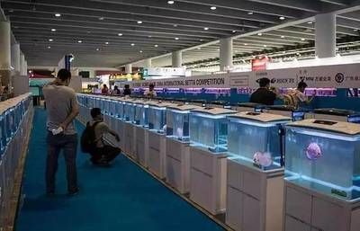 2024上海水族展會祥龍魚場：2024年上海國際水族展會祥龍魚場2024年上海國際水展