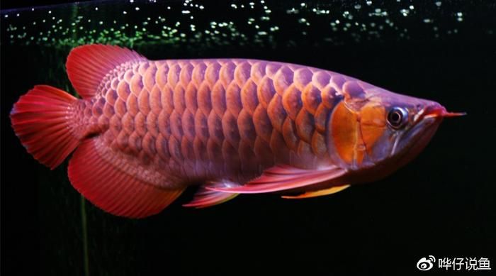 龍魚十大禁忌：關于養龍魚的十大禁忌 龍魚十大禁忌：關于養龍魚的十大禁忌 龍魚百科 第4張