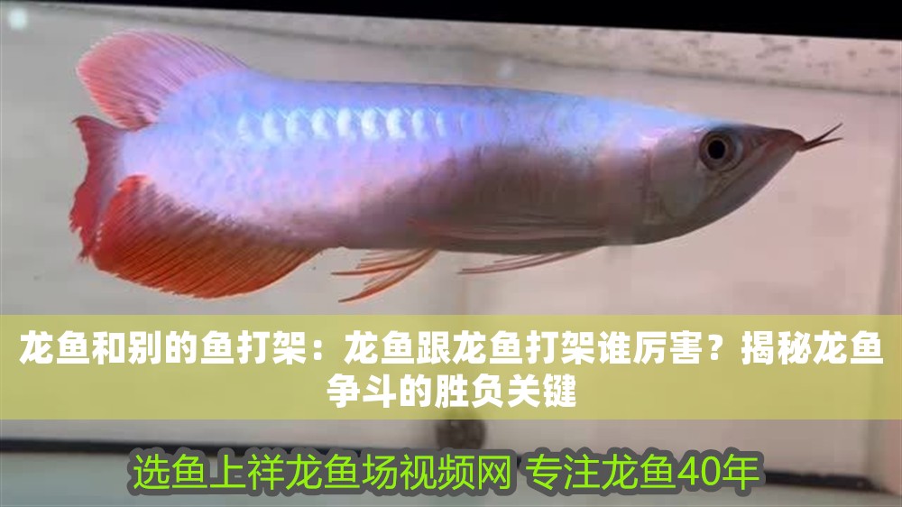 龍魚(yú)和別的魚(yú)打架：龍魚(yú)跟龍魚(yú)打架誰(shuí)厲害？揭秘龍魚(yú)爭(zhēng)斗的勝負(fù)關(guān)鍵