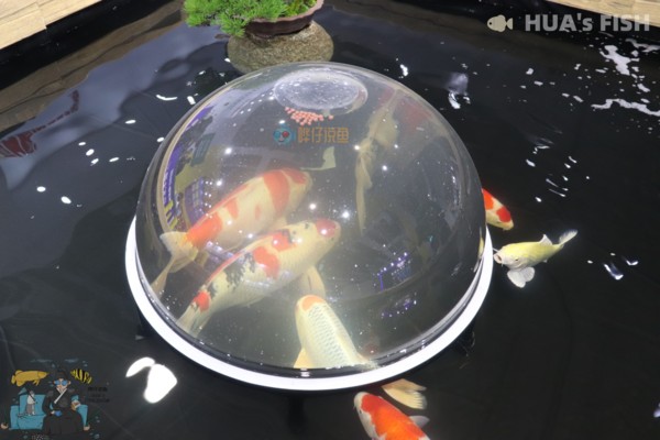 溫州市甌海新橋小崔水族館（溫州市甌海新橋小崔水族館電話）