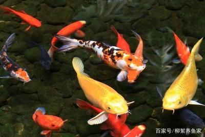 龍魚老是跳缸是什么問題：龍魚跳缸可能由多種因素引起，