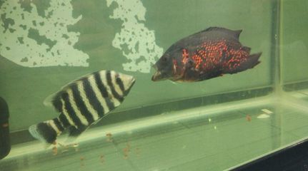 龍魚能和十間魚混養嗎：龍魚與十間魚混養注意事項