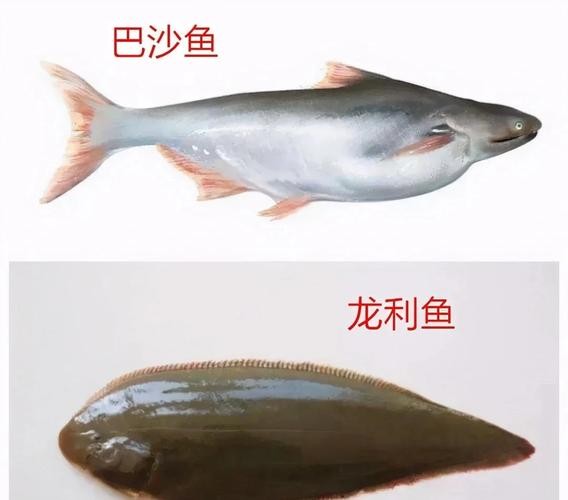 龍利魚和巴沙魚有什么區別 龍魚百科 第2張 龍利魚和巴沙魚有什么區別 龍利魚和巴沙魚有什么區別 龍魚百科 第2張