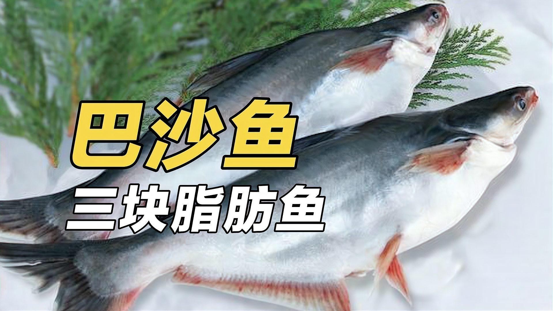 龍利魚和巴沙魚有什么區別 龍利魚和巴沙魚有什么區別 龍魚百科 第1張