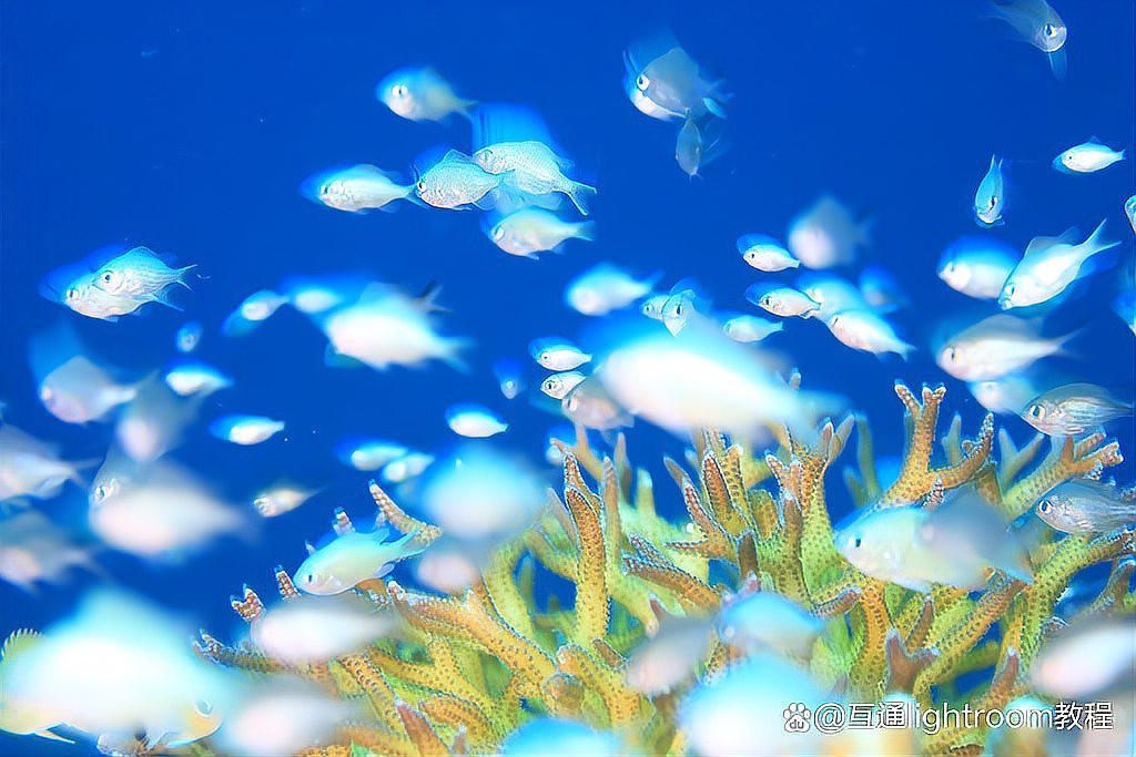 如何設置相機參數以拍攝高質量龍魚？