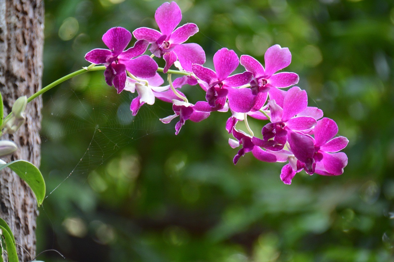<strong><mark>姚安</mark></strong>縣芊朵花卉種植（<strong><mark>姚安</mark></strong>縣芊朵花卉種植合作社）