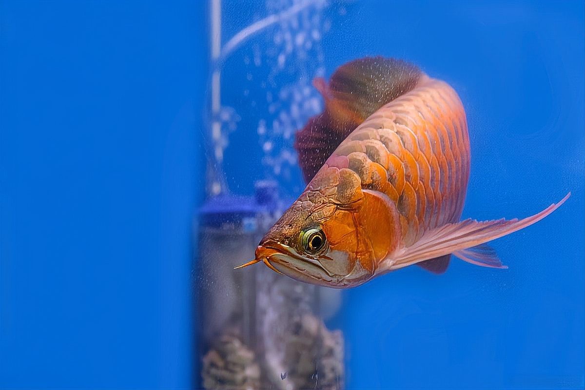 龍魚發色期有哪些常見問題？