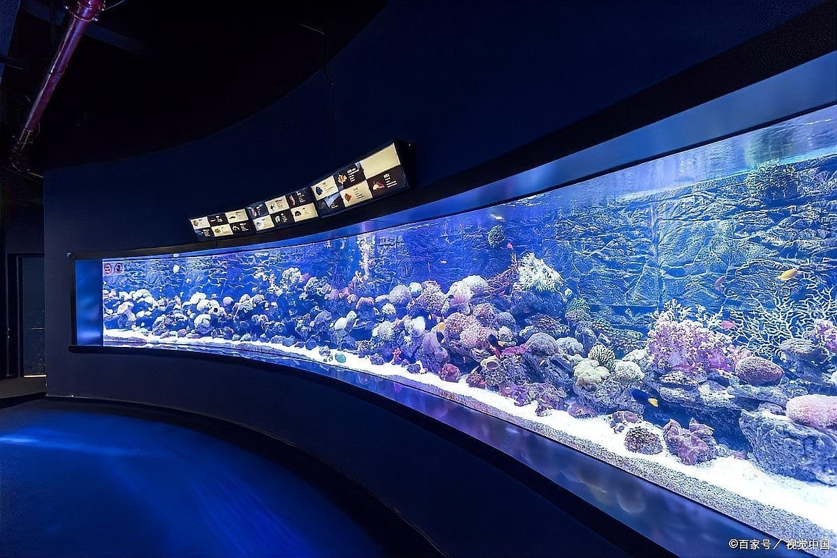 龍魚發色期有哪些常見問題？