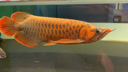 龍魚麻醉方法圖解（龍魚的麻醉方法主要包括缸內(nèi)麻醉和局部麻醉，各有優(yōu)缺點）