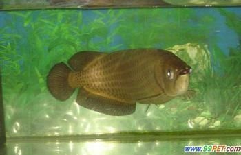 龍魚膽小怎么解決：龍魚膽小喂食策略,龍魚膽小的隔離靜養(yǎng)方法