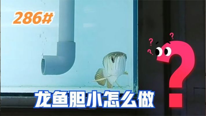 龍魚膽小怎么解決：龍魚膽小喂食策略,龍魚膽小的隔離靜養(yǎng)方法