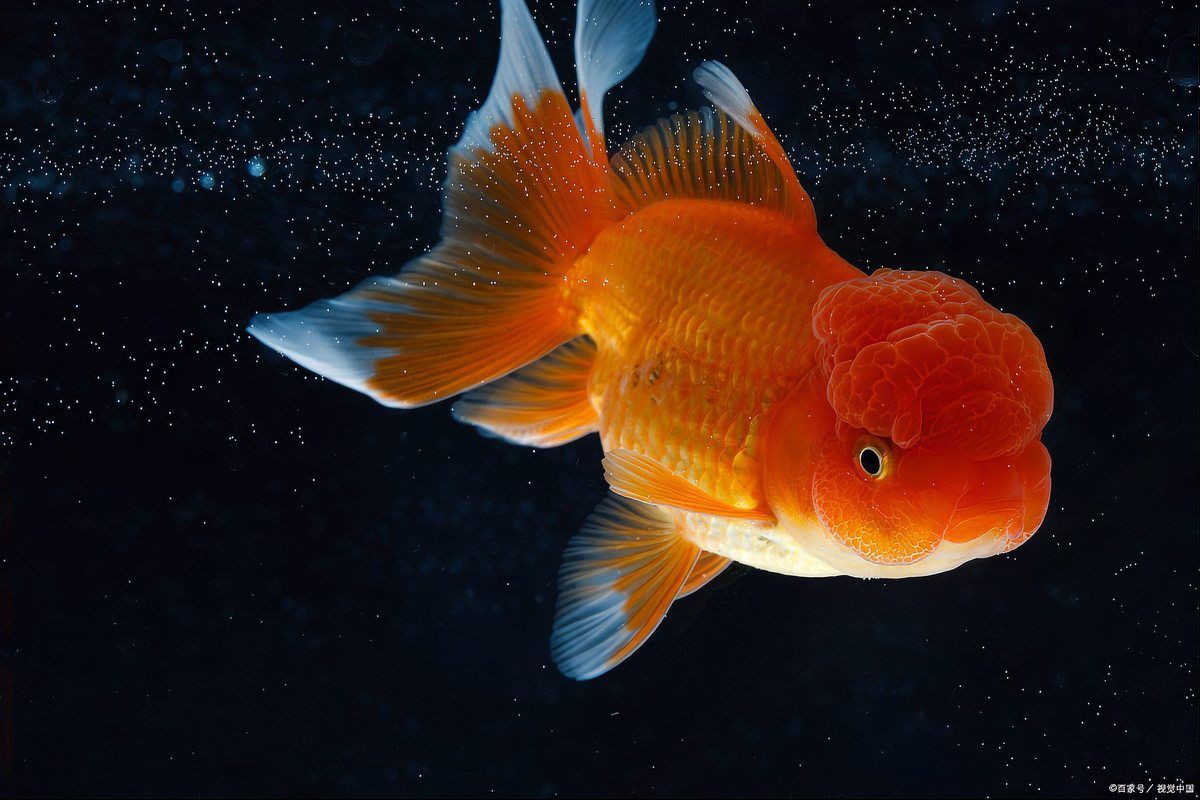 金魚和什么魚混養最好