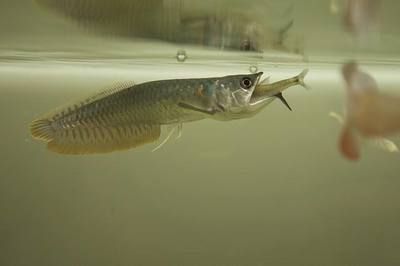 龍魚的野生環(huán)境:關(guān)于龍魚的詳細(xì)信息 龍魚百科 第1張 龍魚的野生環(huán)境:關(guān)于龍魚的詳細(xì)信息 龍魚的野生環(huán)境:關(guān)于龍魚的詳細(xì)信息 龍魚百科 第1張