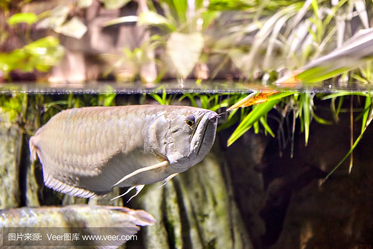龍魚的野生環(huán)境:關(guān)于龍魚的詳細(xì)信息 龍魚百科 第2張 龍魚的野生環(huán)境:關(guān)于龍魚的詳細(xì)信息 龍魚的野生環(huán)境:關(guān)于龍魚的詳細(xì)信息 龍魚百科 第2張