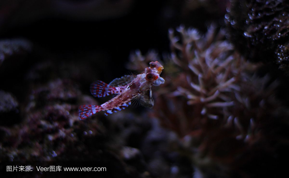 龍魚的野生環(huán)境:關(guān)于龍魚的詳細(xì)信息 龍魚百科 第5張 龍魚的野生環(huán)境:關(guān)于龍魚的詳細(xì)信息 龍魚的野生環(huán)境:關(guān)于龍魚的詳細(xì)信息 龍魚百科 第5張