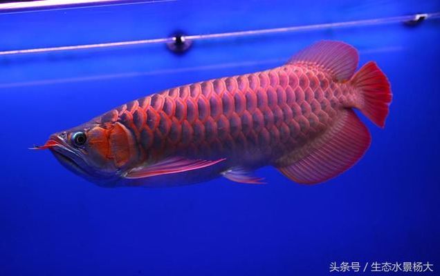 弋陽縣晨蘭水族館 弋陽縣晨蘭水族館 全國水族館企業名錄