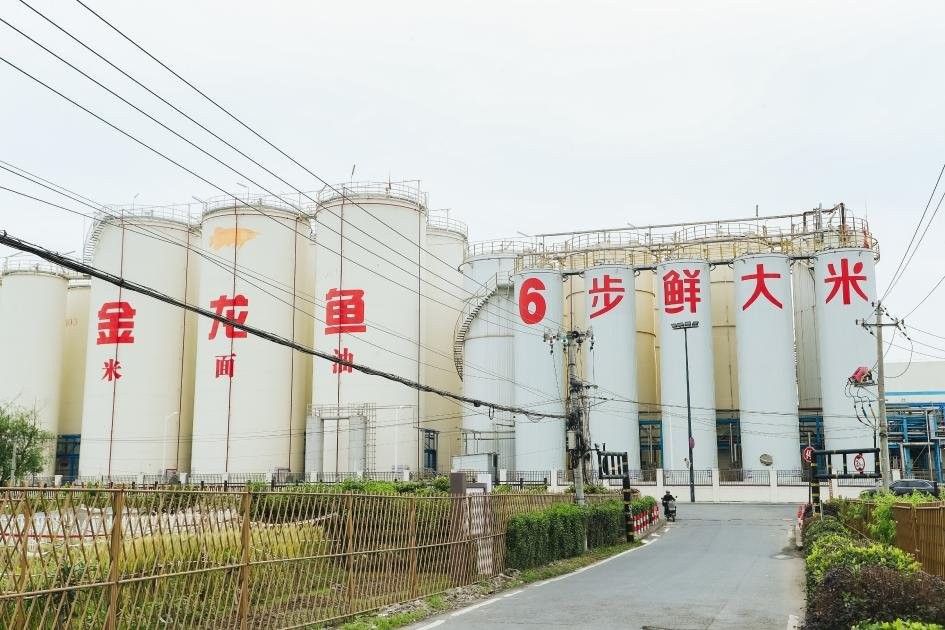 金龍魚陳波