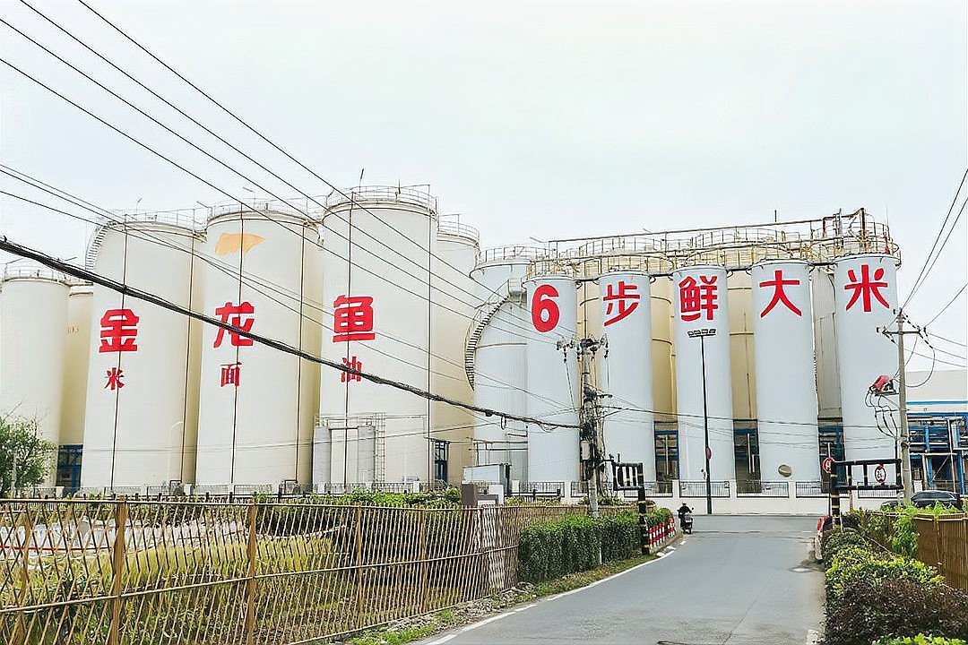 金龍魚陳波