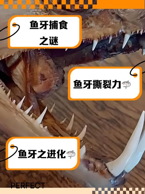 金龍魚有牙齒嗎 金龍魚有牙齒嗎 龍魚百科 第5張