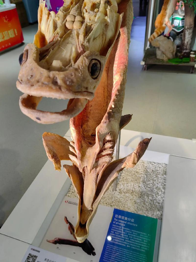 金龍魚有牙齒嗎 金龍魚有牙齒嗎 龍魚百科 第2張