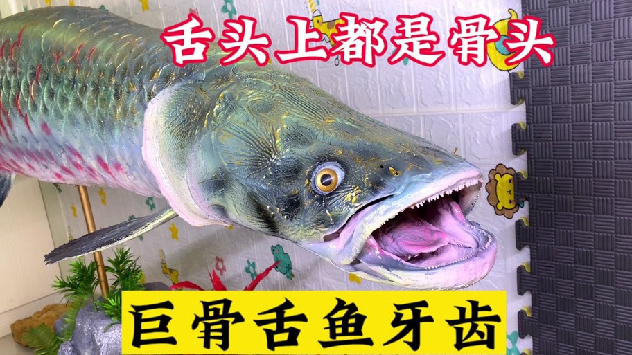 金龍魚有牙齒嗎 金龍魚有牙齒嗎 龍魚百科 第1張