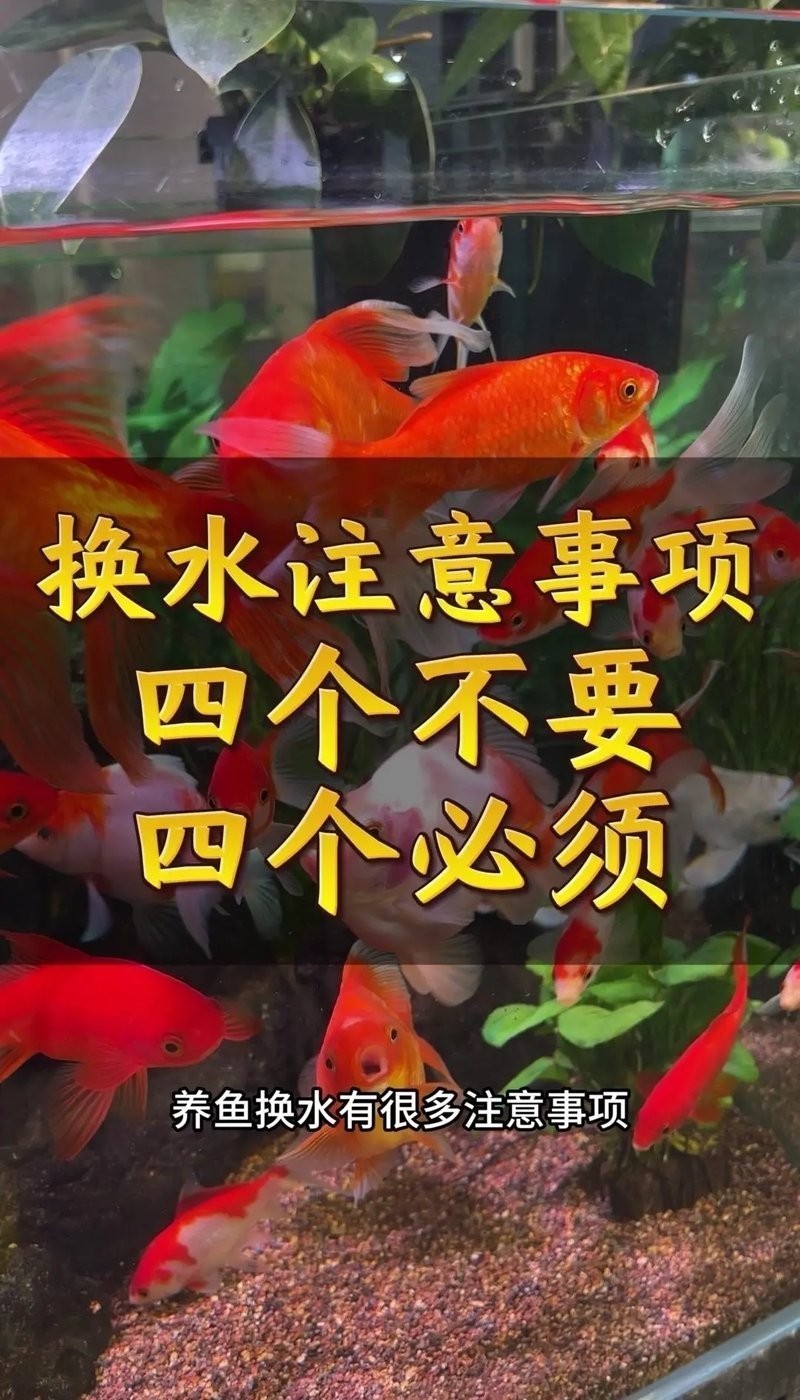龍魚浮頭換水后如何快速恢復？