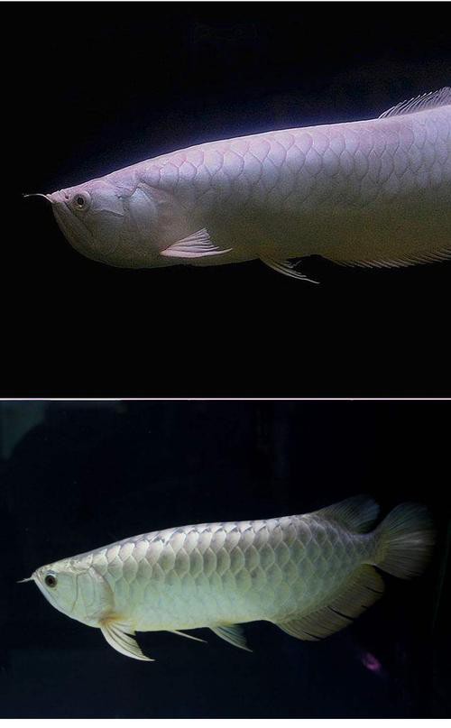觀賞銀龍魚多少錢一條圖片大全