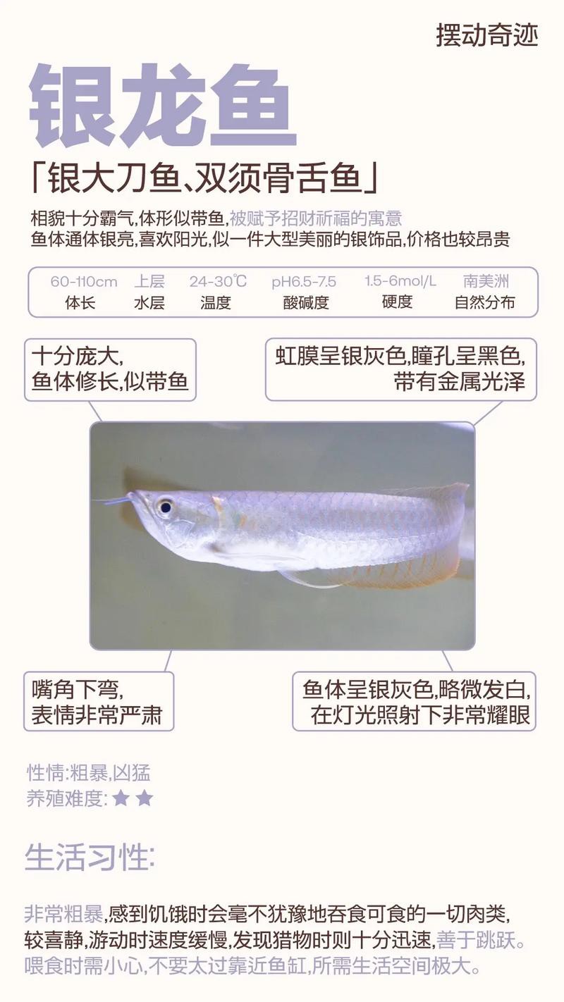 觀賞銀龍魚多少錢一條圖片大全