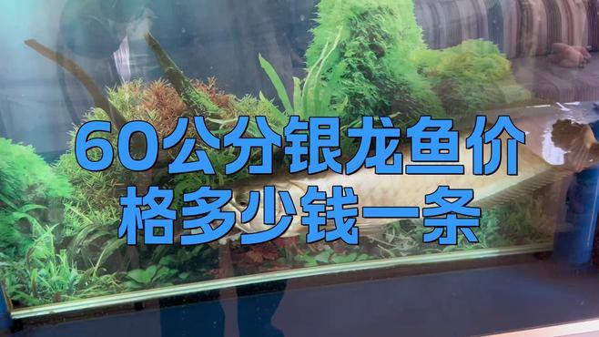 觀賞銀龍魚多少錢一條圖片大全