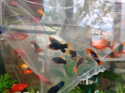 出售紅龍魚在哪里賣好（出售紅龍魚在哪里賣好呢）