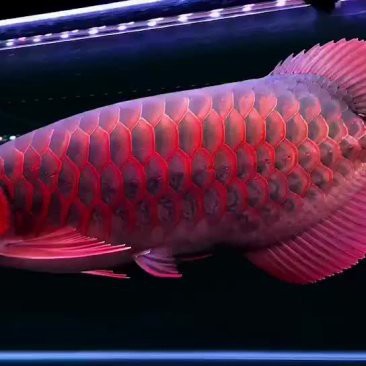 印尼超血紅龍魚的價(jià)格范圍是多少？