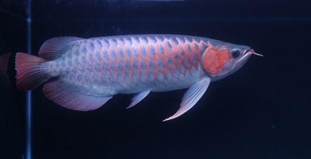 紅龍魚和藍(lán)龍魚哪個好養(yǎng)活：紅龍魚和藍(lán)龍魚哪個好養(yǎng)活紅龍魚和藍(lán)龍魚哪個好養(yǎng)活