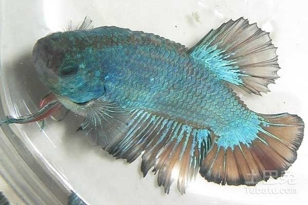 紅龍魚和藍(lán)龍魚哪個好養(yǎng)活：紅龍魚和藍(lán)龍魚哪個好養(yǎng)活紅龍魚和藍(lán)龍魚哪個好養(yǎng)活