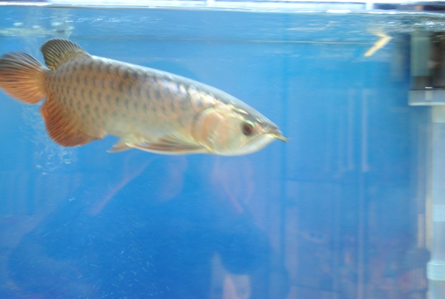 深圳市福田區藍鯨水族館（深圳市福田區藍鯨水族館地址） 深圳市福田區藍鯨水族館（深圳市福田區藍鯨水族館地址） 全國水族館企業名錄