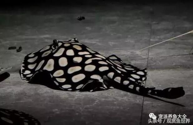 星鉆魚常見疾病及防治：星鉆魚白點(diǎn)病的早期癥狀