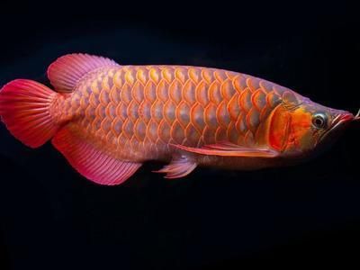 金龍魚和號半龍魚有什么區別：金龍魚與號半龍魚的區別 金龍魚和號半龍魚有什么區別：金龍魚與號半龍魚的區別 龍魚百科 第4張