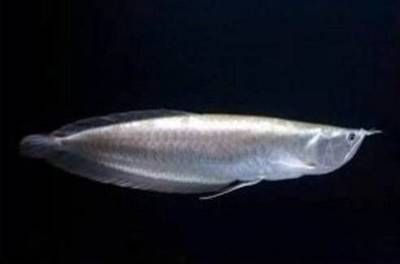 20厘米龍魚喂什么食物好（20厘米左右的龍魚吃什么最好-紅龍魚吃什么最好）