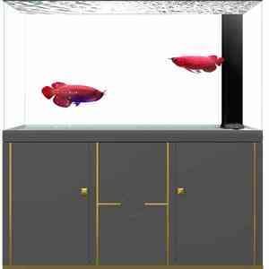 龍魚有時候往缸底游正常嗎：龍魚表現出往缸底游動的行為，可能導致龍魚往缸底游動的原因