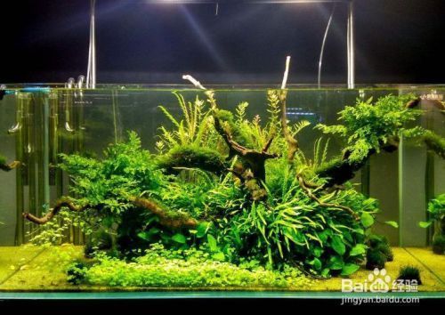 魚缸水渾濁幾天換一次水（如何正確投喂魚食防止水質污染魚缸水溫控制技巧）