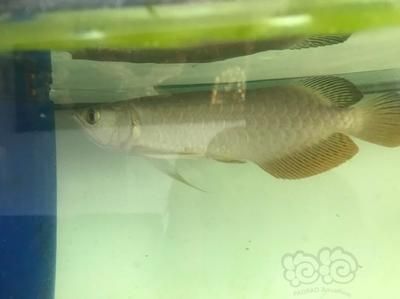 練手龍魚是什么意思：練手龍魚是指專為新手設計的，價格相對較低的龍魚品種 練手龍魚是什么意思：練手龍魚是指專為新手設計的，價格相對較低的龍魚品種 龍魚百科 第3張