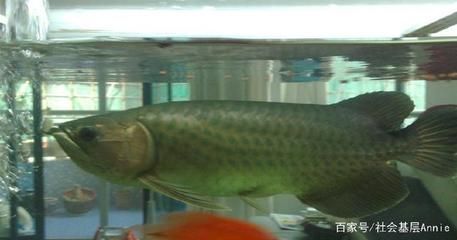 練手龍魚是什么意思：練手龍魚是指專為新手設計的，價格相對較低的龍魚品種 練手龍魚是什么意思：練手龍魚是指專為新手設計的，價格相對較低的龍魚品種 龍魚百科 第1張