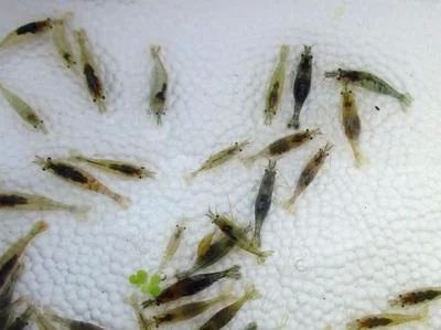 龍魚(yú)的喂食頻率取決于多種因素，龍魚(yú)多久喂一次面包蟲(chóng)：龍魚(yú)喂食頻率取決于多種因素，龍魚(yú)多久喂一次面包蟲(chóng)