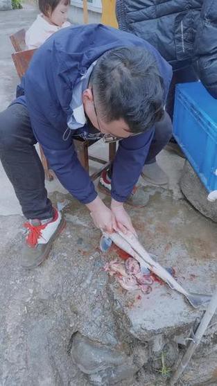 中華鱘龍魚圖片市場價