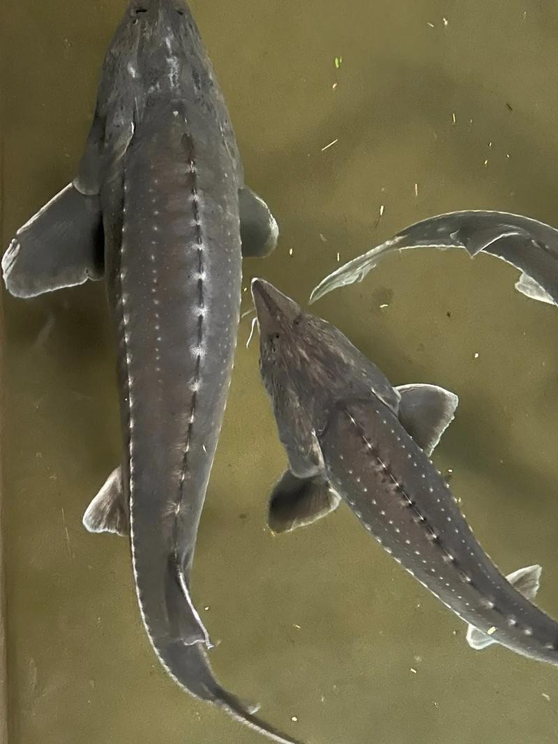中華鱘龍魚圖片市場價