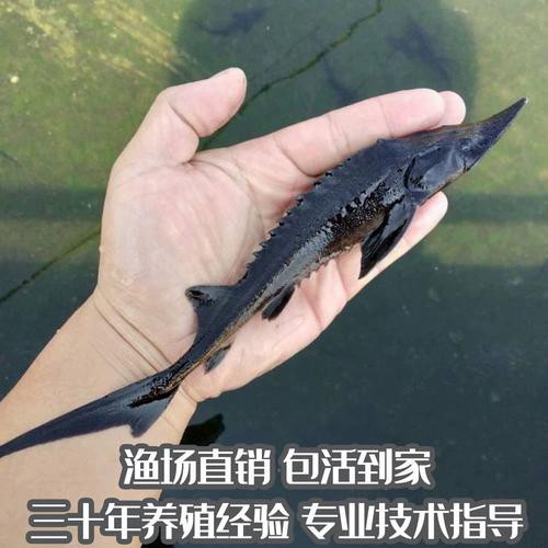 中華鱘龍魚圖片市場價